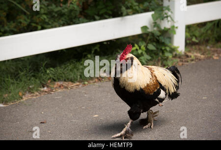 Free range Faverolle rooster Stock Photo