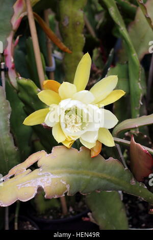 Close up image of Hybrid  white Epiphyllum or known as Orchid cactus, Epicactus 'White Splendor'