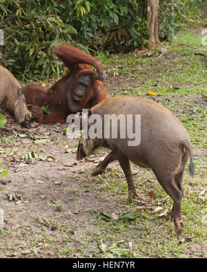 Wild orangutan (Pongo pygmaeus) watching Bornean Bearded Pigs (Sus barbatus) at forest edge, Camp Leakey. Stock Photo