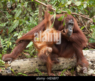 Wild Bornean Orangutan (Pongo pygmaeus) baby playing with mother while hanging from tree branch in Borneo