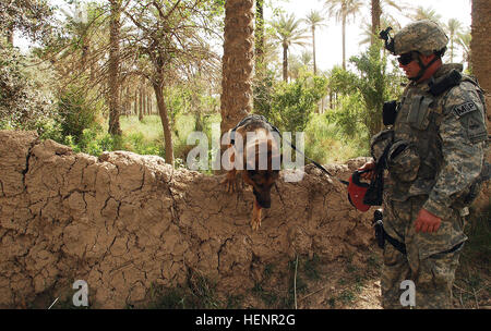 Sgt. Brandon Ellis, a dog handler with 1st Armored Division, watches to ensure his dog Edo negotiates its way over a wall during Operation Arrow Cleanup near Hib Hib, Iraq, April 23. Military working dogs and military police from the 202nd Military Police Company worked with Soldiers from 2nd Squadron, 1st Cavalry Regiment, 4th Stryker Brigade Combat Team, 2nd Infantry Division, from Fort Lewis, Wash., to look for weapon caches believed to be in the area. Operation Arrow Cleanup Keeps Hib Hib Clear of Weapon Caches. 85735 Stock Photo