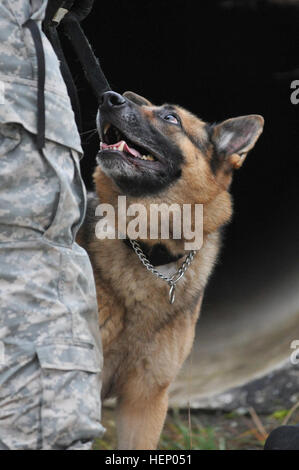 Military Working Dog Andy, with 131st Military Working Dog Detachment, 615th Military Police Company , concentrates on his handler during an assault in an urban environment training hosted by the 1st Squadron, 91st Cavalry Regiment, 173rd Airborne Brigade at the 7th Army Joint Multinational Training Command's Grafenwoehr Training Area, Germany, Nov. 20, 2014. (U.S. Army photo by Visual Information Specialist Gertrud Zach/released) 1-91 CAV multinational time-sensitive target training 141120-A-HE359-108 Stock Photo