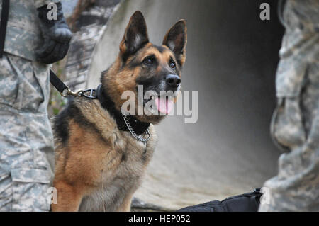 Military Working Dog Andy, with 131st Military Working Dog Detachment, 615th Military Police Company , observes the ambience during an assault in an urban environment training hosted by the 1st Squadron, 91st Cavalry Regiment, 173rd Airborne Brigade at the 7th Army Joint Multinational Training Command's Grafenwoehr Training Area, Germany, Nov. 20, 2014. (U.S. Army photo by Visual Information Specialist Gertrud Zach/released) 1-91 CAV multinational time-sensitive target training 141120-A-HE359-113 Stock Photo