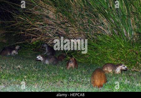 GUANTANAMO BAY, Cuba – A family group of Hutia, commonly referred to as ‘banana rats’ by Joint Task Force Guantanamo Troopers, forage for food on the side of the road at Camp America, Aug. 5, 2008. Through a partnership with the Toledo Zoo, scientists here are working to understand the habit and habitat of the creatures to determine what we can do to protect them from further extinction. JTF Guantanamo conducts safe and humane care and custody of detained enemy combatants. The JTF conducts interrogation operations to collect strategic intelligence in support of the Global War on Terror and sup Stock Photo