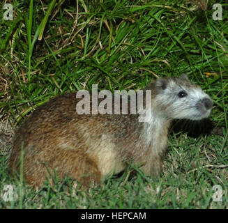 GUANTANAMO BAY, Cuba – A Hutia, commonly referred to as a ‘banana rat’ by Joint Task Force Guantanamo Troopers, forages for food on the side of the road at Camp America, Aug. 5, 2008. Through a partnership with the Toledo Zoo, scientists here are working to understand the habit and habitat of the creatures to determine what we can do to protect them from further extinction. JTF Guantanamo conducts safe and humane care and custody of detained enemy combatants. The JTF conducts interrogation operations to collect strategic intelligence in support of the Global War on Terror and supports law enfo Stock Photo