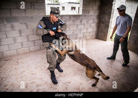 Spc. Rolando Rojas (right) observes as a Honduran soldier trains with his working dog.  Rojas is with the San Antonio-based 1st Battalion, 141st Infantry Regiment, which is conducting the training to enhance the Honduran Army’s ability to counter transnational organized crime (CTOC). 36th Infantry Division Soldiers of the Texas Army National Guard are spending four months in Central America creating a knowledgeable and trained force that is able to detect, disrupt and detain illicit trafficking across the region. (U.S. Army photo by Maj. Randall Stillinger) Task Force Alamo trains Honduran Arm Stock Photo