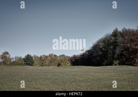 Small forest of a group of trees on plain grassland. Stock Photo