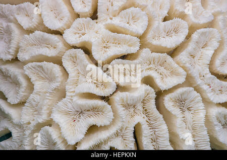 Close up of a piece of a coral with brain structures. Stock Photo