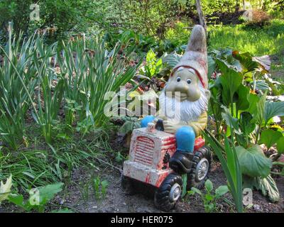 Garden gnome driving tractor in garden. Stock Photo