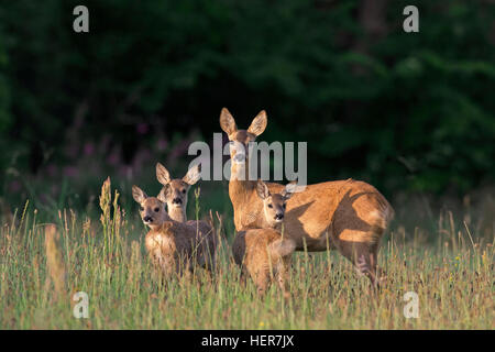 European roe deer (Capreolus capreolus) female with three fawns in grassland at forest's edge in summer Stock Photo
