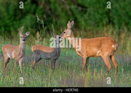 European roe deer (Capreolus capreolus) female with two fawns in grassland at forest's edge in summer Stock Photo