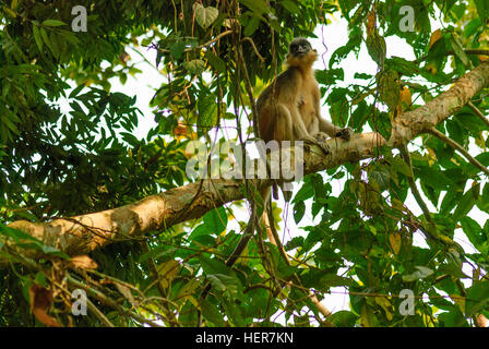 Sepahijala: Clouded Leopard National Park; Wood collectors, Tripura