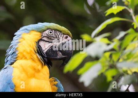 Close up of the head of a Blue and Yellow, or Blue and Gold Macaw, ( Ara ararauna ), native to South America