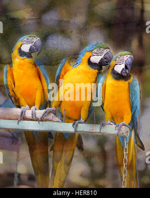 Fun photo with big beautiful macaw parrots Stock Photo