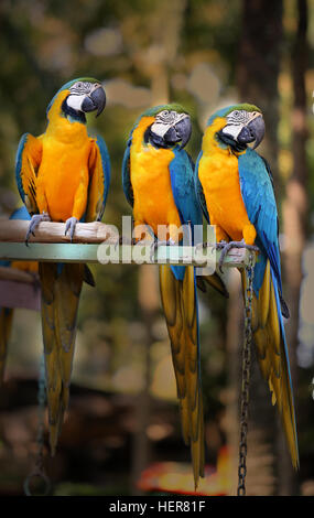 Fun photo with big beautiful macaw parrots Stock Photo