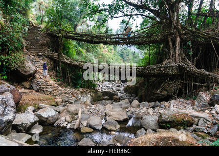 Cherrapunjee: Root bridge from roots of the rubber tree (Ficus elastica) over a stream, woman carries sack with dried leaves of the Indian bay leaf (C Stock Photo