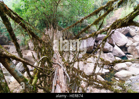 Cherrapunjee: root bridge of roots of the rubber tree (Ficus elastica) over a stream, Meghalaya, India Stock Photo