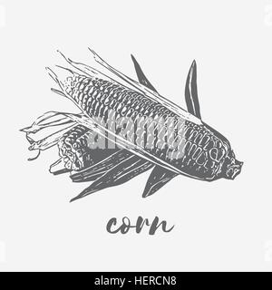 Corn cobs vegan Stock Vector