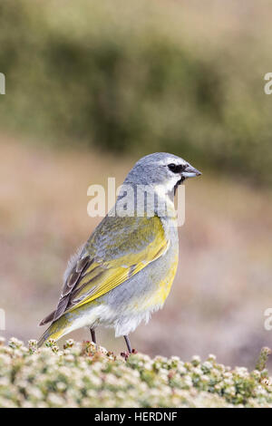 Black-throated Finch on Saunders Island, Falklands Stock Photo