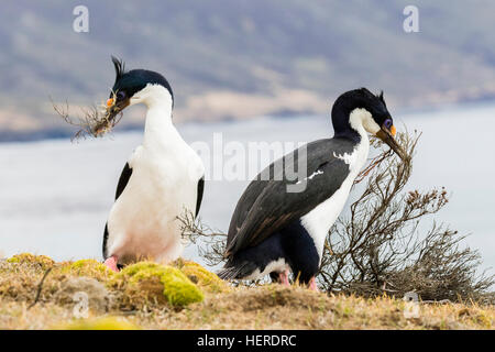 King Cormorant on Saunders Island, Falklands it is collecting Diddle-dee for its nest Stock Photo