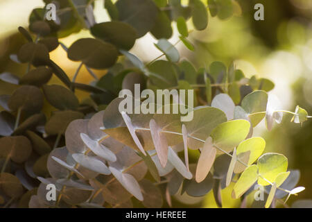 Eucalyptus perriniana leaf leaves Stock Photo