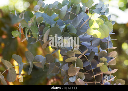 Eucalyptus perriniana leaf leaves Stock Photo