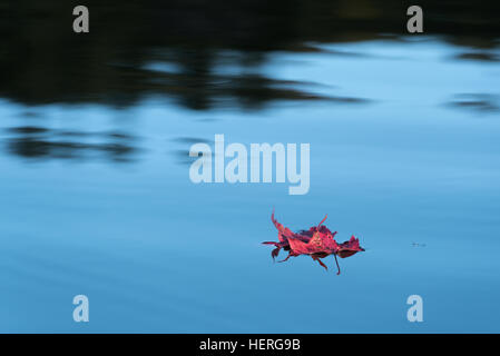 Maple leaf floating on a lake in the St. Regis Canoe Area, Adirondack State Park, New York. Stock Photo