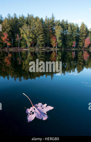 Maple leaf floating on a lake in the St. Regis Canoe Area, Adirondack State Park, New York. Stock Photo