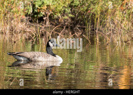 Canada goose on Fish Creek, Adirondack State Park, New York. Stock Photo