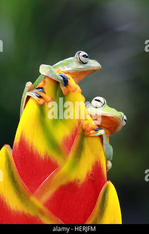 Two Javan tree frogs sitting on flower, Indonesia Stock Photo