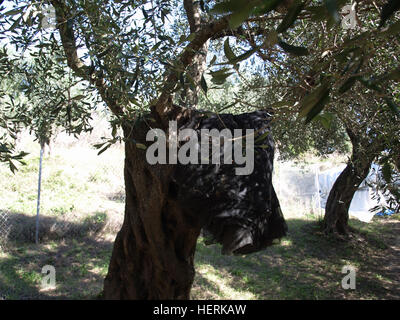 An olive grove near Karousades, Corfu, Greece with nets ready for harvest Stock Photo