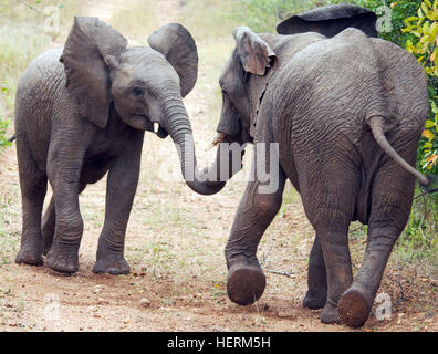 Two elephants rubbing noses, South Africa Stock Photo