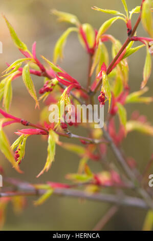 Acer palmatum Katsura spring foliage Stock Photo