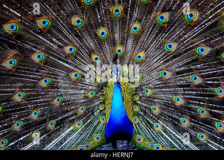 Portrait of a peacock bird Stock Photo