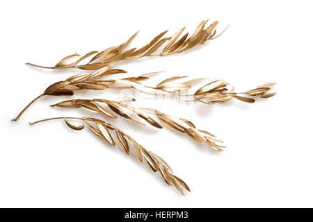 Golden branches of olive tree on white background Stock Photo