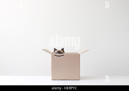 Ragdoll cat hiding in cardboard box with vampire teeth drawing Stock Photo