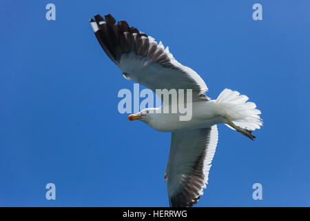 seagulls flying high in the blue air, waving their wings over the Atlantic Ocean in Swakopmund, Namibia, South Africa. Stock Photo