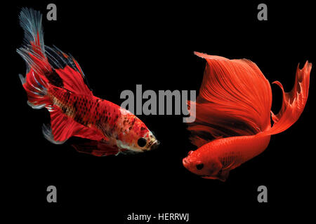 Two betta fish fighting Stock Photo