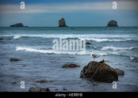 Birds of Oregon Seagull and Oystercatcher West Coast Stock Photo