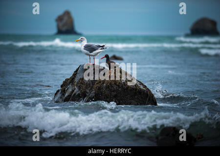 Birds of Oregon Seagull and Oystercatcher West Coast Stock Photo