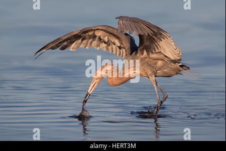 Reddish egret (Egretta rufescens) hunting for food, Florida, United States Stock Photo