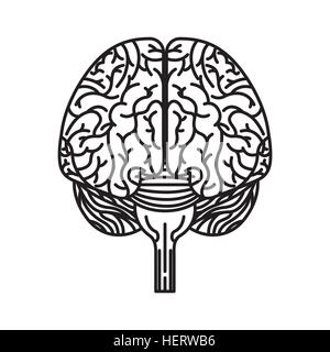 Human brain organ icon over white background. vector illustration Stock ...