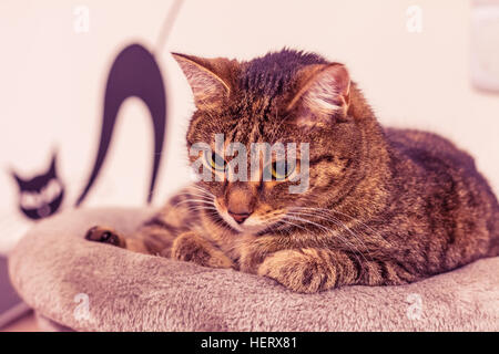 Cat on the top of the scratcher. Beautiful domestic cat lying and observe the surroundings. Stock Photo