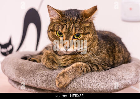 Cat on the top of the scratcher. Beautiful domestic cat lying and observe the surroundings. Stock Photo