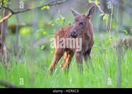 Young moose in the forest Stock Photo