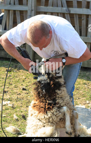 Sheep shearing demonstration at a Farm in Brentwood, Essex, uk Stock Photo