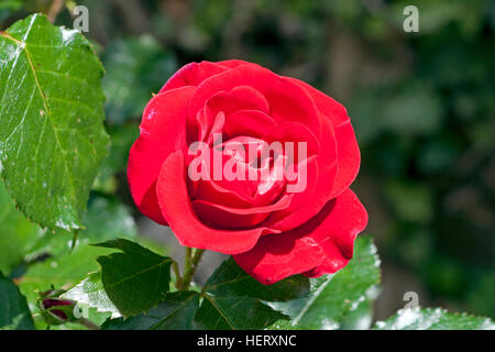 Close up of single red rose in bloom