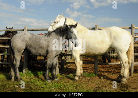 A white and gray horses rubbing together Stock Photo