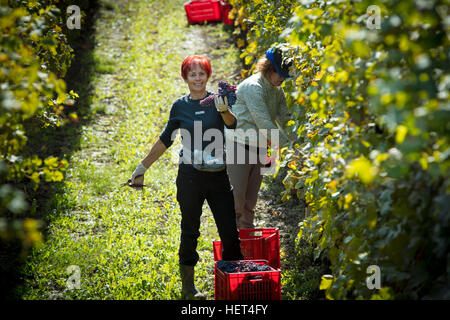 Two women harvesting Nebbiolo grapes in vineyard near Barolo, Piemonte, Italy Stock Photo