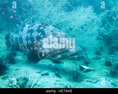 A gigantic grouper at 30 meter depth at Chumphon Pinnacle, 45 minutes from Koh Tao. Stock Photo